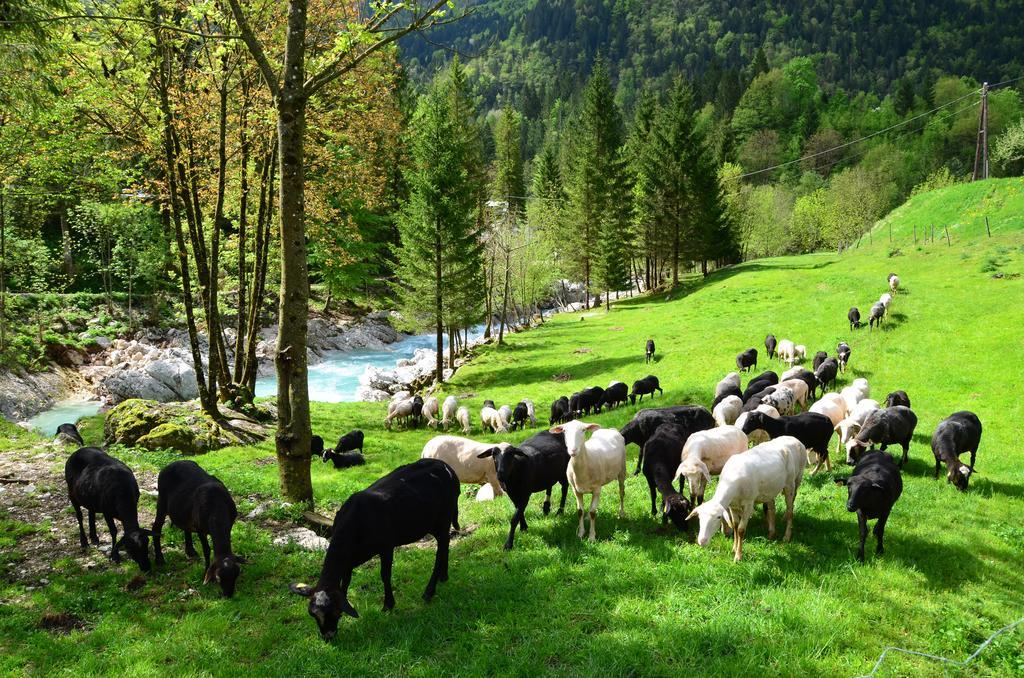 Bovec Home At Three Samoyeds Soča Esterno foto